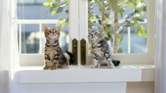 Tapeta Annimals 158.jpg